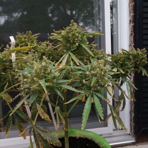 Génétique Sativa growlog timeline photo
