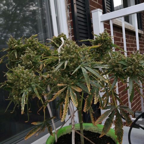 Génétique Sativa growlog timeline photo