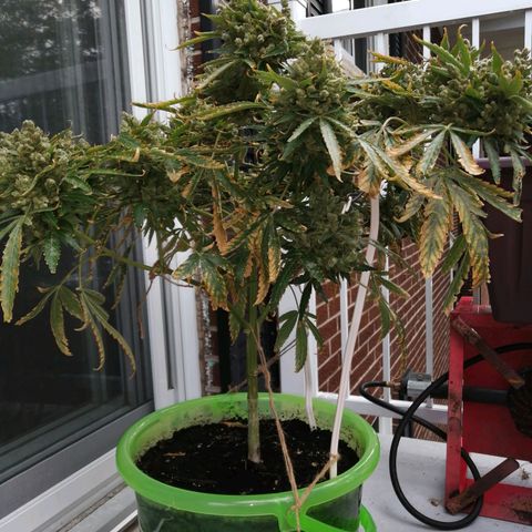 Génétique Sativa growlog timeline photo