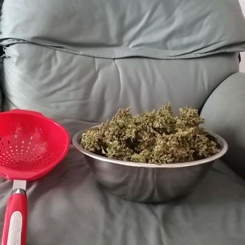 Génétique Sativa growlog photo: Wow