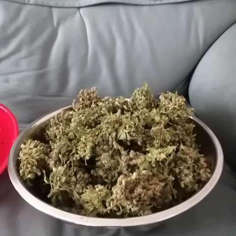 Génétique Sativa growlog photo: Wow