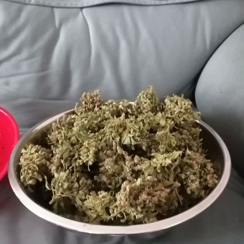 Génétique Sativa growlog timeline photo