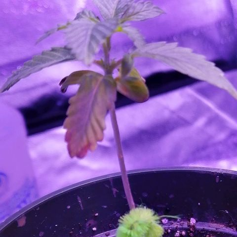 Sativa indoor oct. 2021 growlog timeline photo