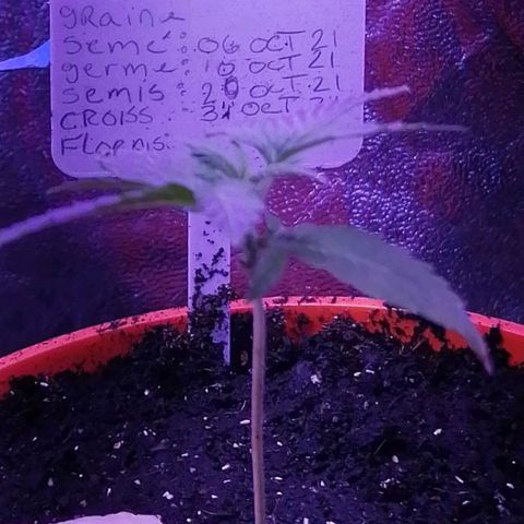 Sativa indoor oct. 2021 growlog timeline photo