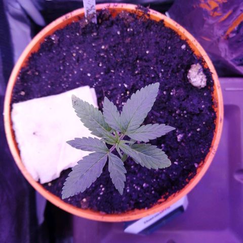 Sativa indoor oct. 2021 growlog timeline photo