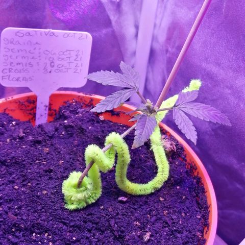 Sativa indoor oct. 2021 growlog timeline photo