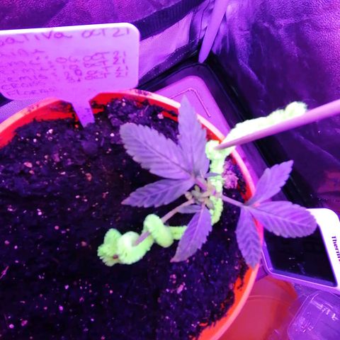 Sativa indoor oct. 2021 growlog timeline photo
