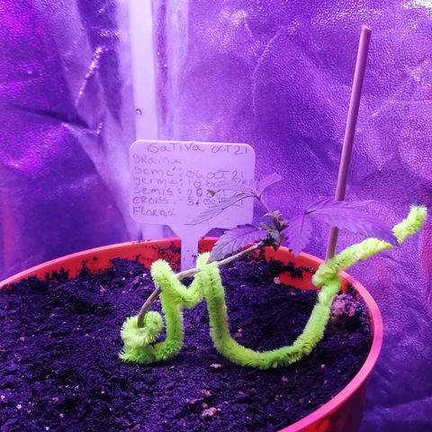 Sativa indoor oct. 2021 growlog timeline photo