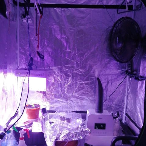 Sativa indoor oct. 2021 growlog timeline photo