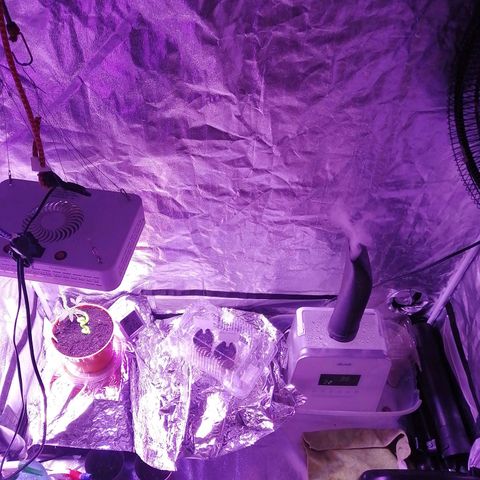 Sativa indoor oct. 2021 growlog timeline photo