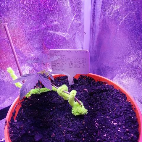 Sativa indoor oct. 2021 growlog timeline photo