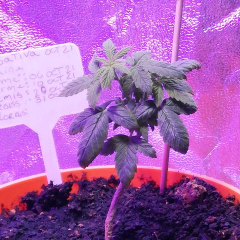 Sativa indoor oct. 2021 growlog timeline photo