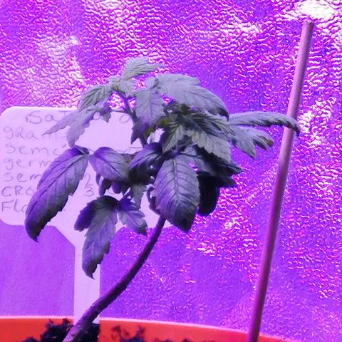 Sativa indoor oct. 2021 growlog timeline photo