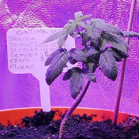 Sativa indoor oct. 2021 growlog timeline photo