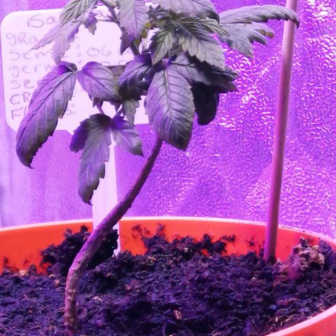 Sativa indoor oct. 2021 growlog timeline photo