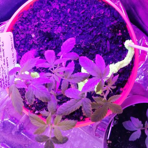 Sativa indoor oct. 2021 growlog timeline photo