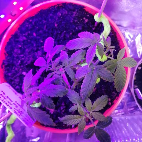 Sativa indoor oct. 2021 growlog timeline photo