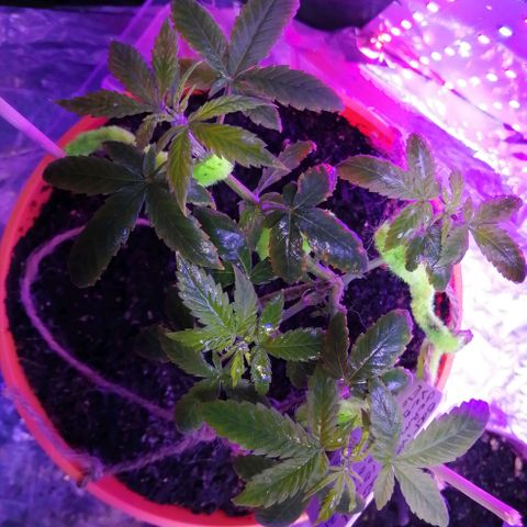Sativa indoor oct. 2021 growlog timeline photo
