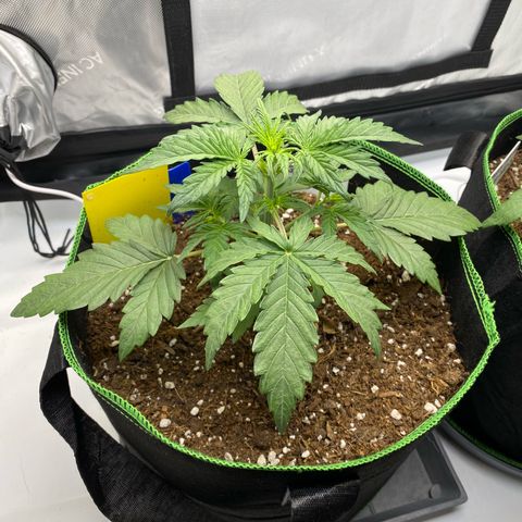 Sweet ZZ growlog timeline photo