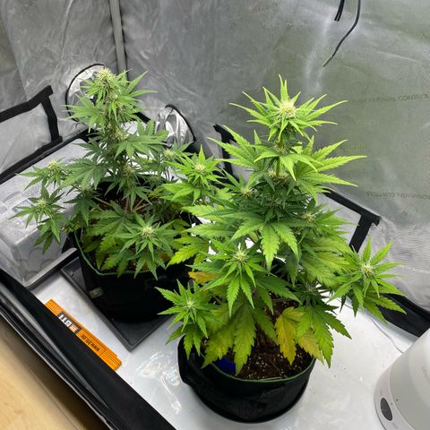 Sweet ZZ growlog timeline photo