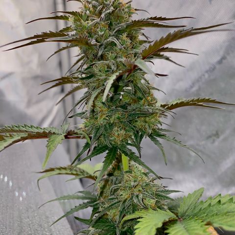 Sweet ZZ growlog timeline photo