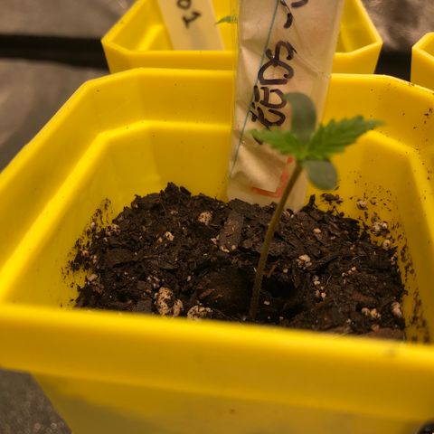 Seeds-018 growlog timeline photo