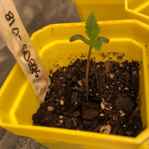 Seeds-018 growlog timeline photo