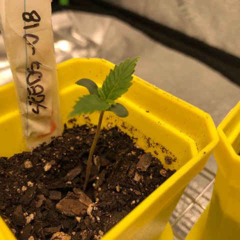 Seeds-018 growlog timeline photo