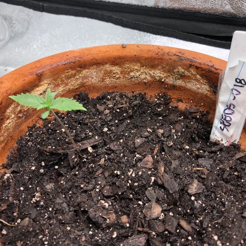 Seeds-018 growlog timeline photo