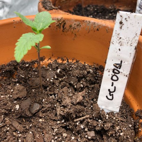 Seeds-018 growlog timeline photo