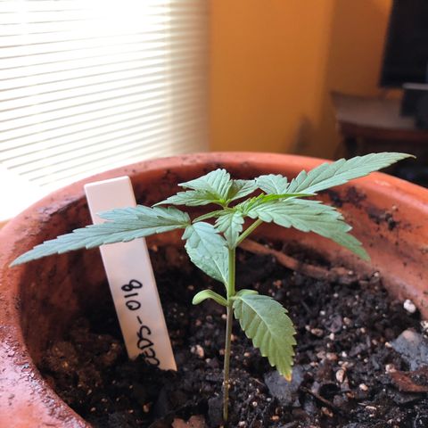 Seeds-018 growlog timeline photo