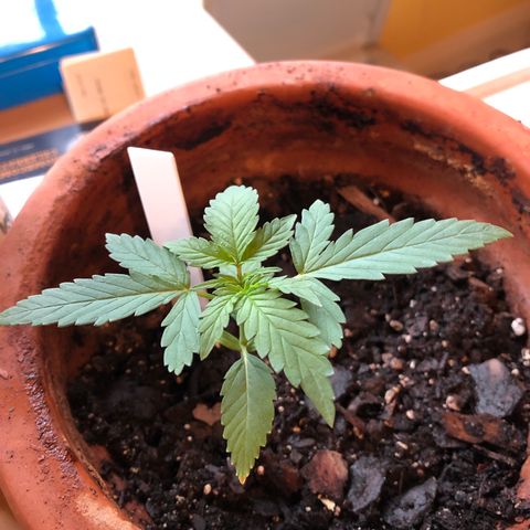 Seeds-018 growlog timeline photo