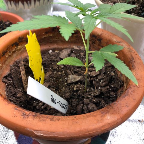 Seeds-018 growlog timeline photo