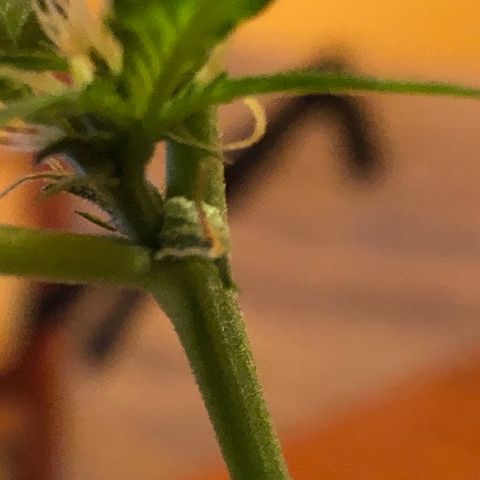 Seeds-018 growlog timeline photo