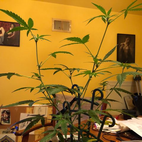 Seeds-018 growlog timeline photo
