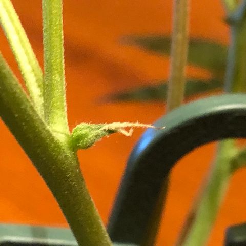Seeds-018 growlog timeline photo