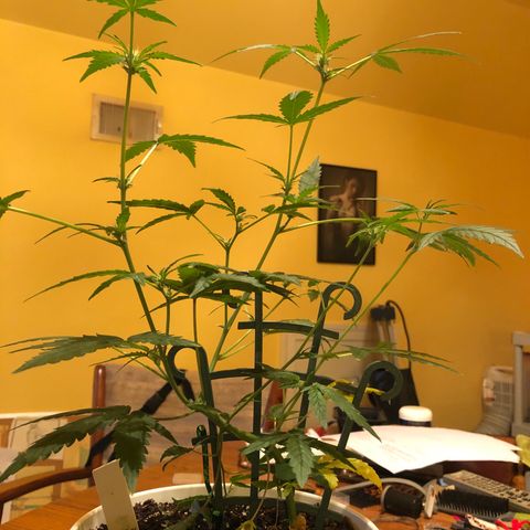Seeds-018 growlog timeline photo