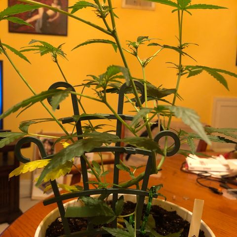 Seeds-018 growlog timeline photo