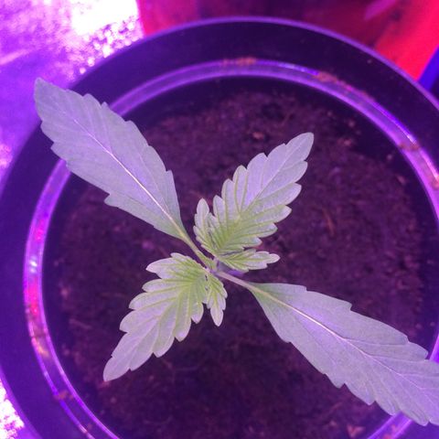 White Widow Auto growlog timeline photo