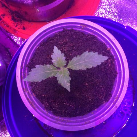Sweet Mango Automatic growlog timeline photo