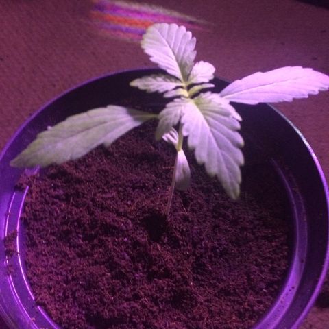 White Widow Auto growlog timeline photo