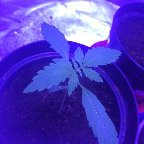 White Widow Auto growlog timeline photo