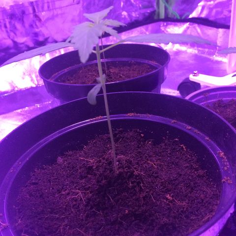 White Widow Auto growlog timeline photo