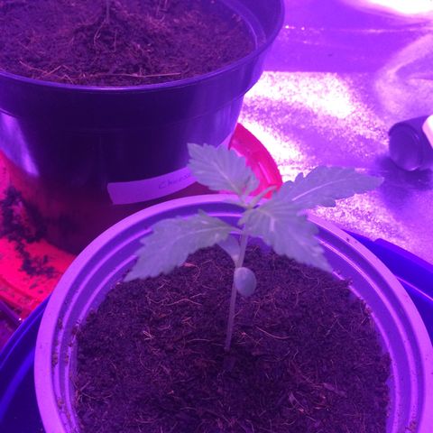 Sweet Mango Automatic growlog timeline photo