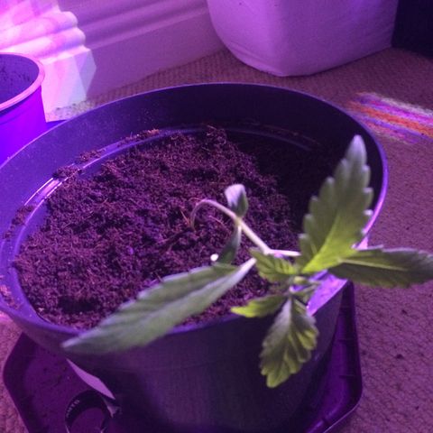 White Widow Auto growlog photo: Low stress training 