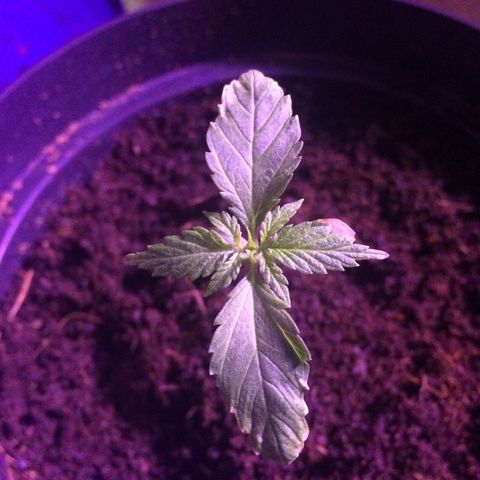 Cheese growlog timeline photo