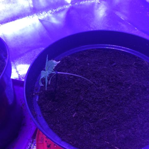 Cheese growlog photo: Low stress training 