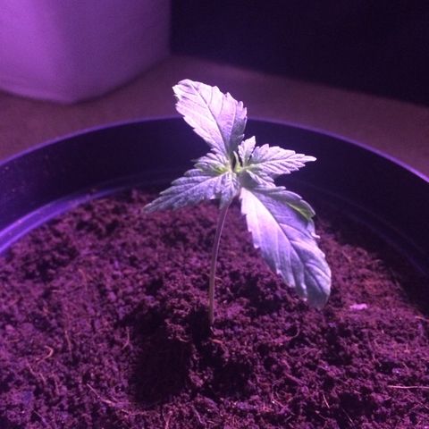 Cheese growlog timeline photo