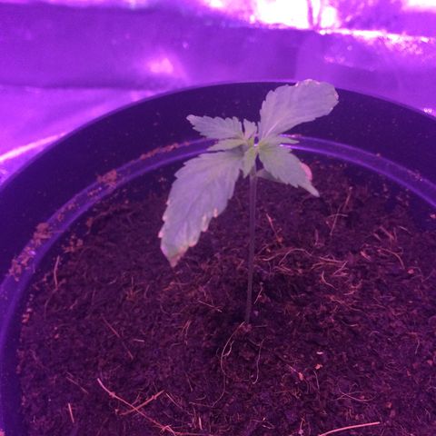 Cheese growlog timeline photo
