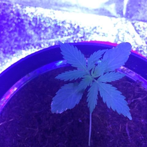 Cheese growlog photo: Veg n low stress